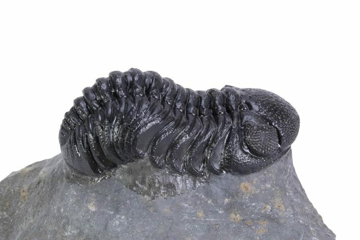 Detailed Austerops Trilobite - Ofaten, Morocco #359607